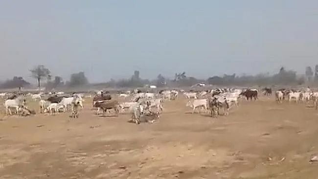 Watch Video: UP farmers release stray cattle near CM Yogi Adityanath's rally venue in Barabanki