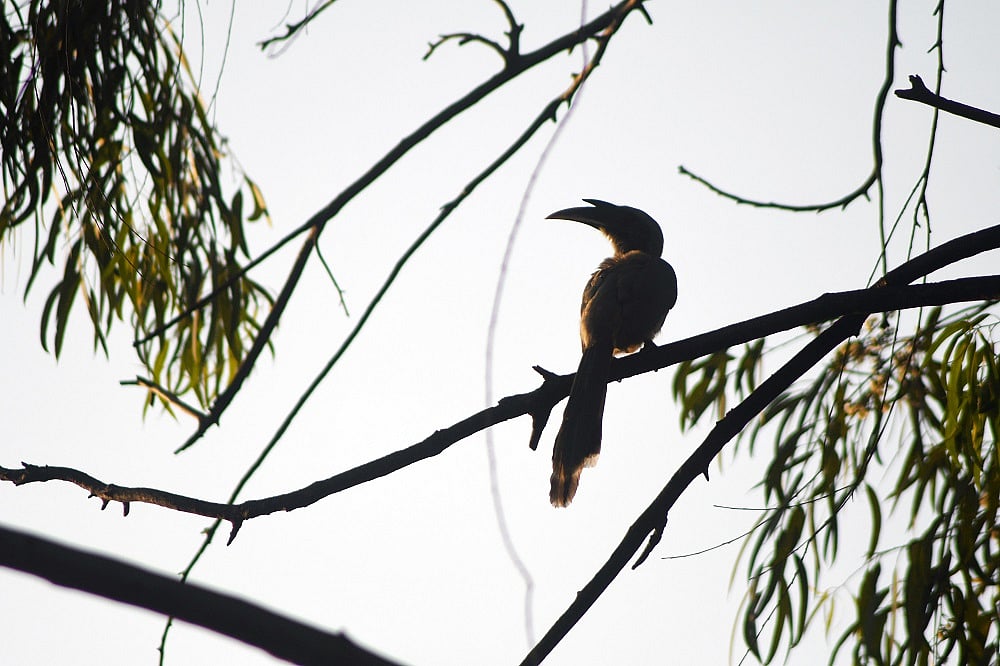 Bhopal: 34 species of bird spotted at RMNH