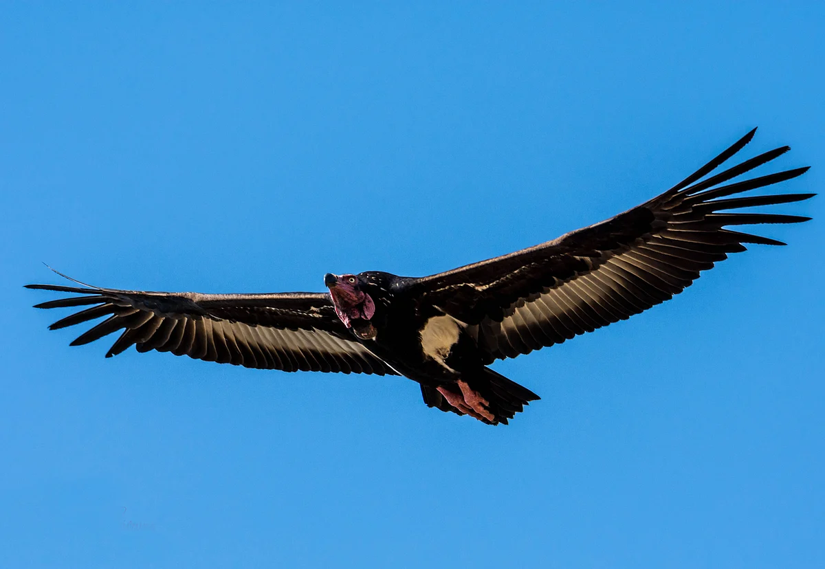 Red-headed Vulture