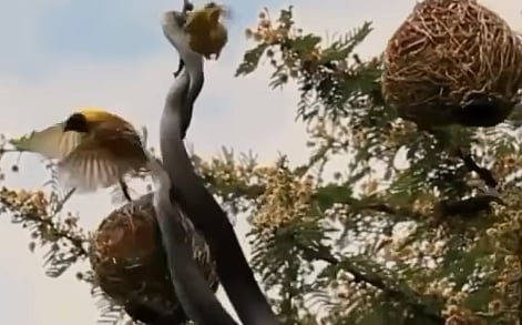 Watch video: Bird fights with snake trying to steal eggs from nest
