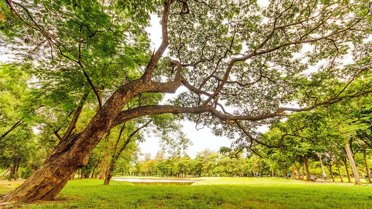 Mumbai: Andheri gets back its musical park