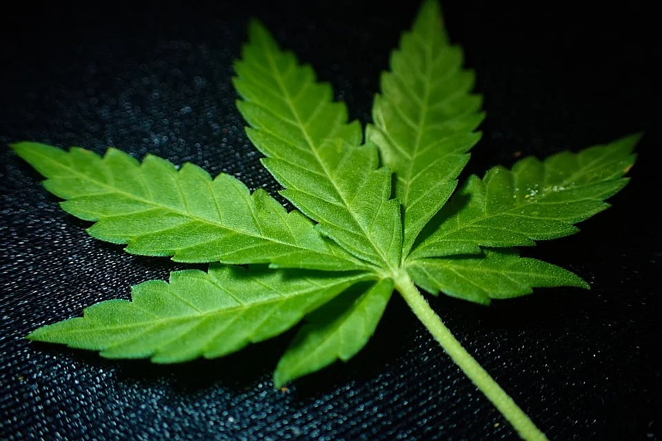 Thane: Auto driver held with ganja worth over Rs 2 lakh in Bhiwandi 