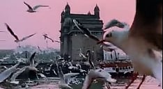 Watch video: Birds flock to a beautiful sight at Gateway of India waters