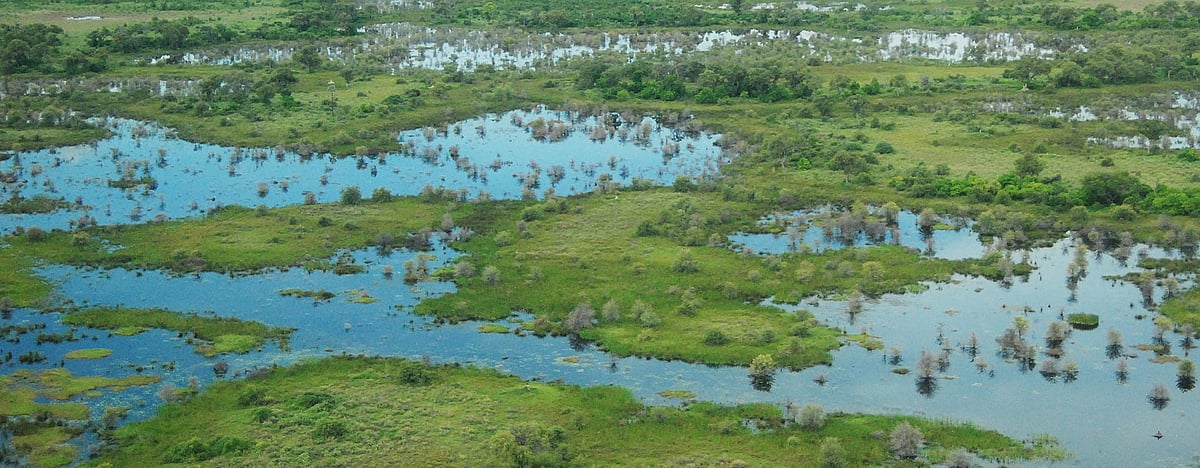 World Wetlands Day 2022: Why are wetlands important? How can we preserve the 'liquid assets' of Earth?