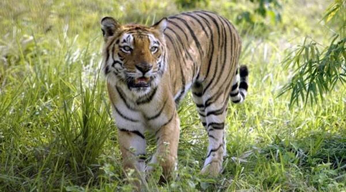 Farmer killed in tiger attack in Maharashtra's Chandrapur