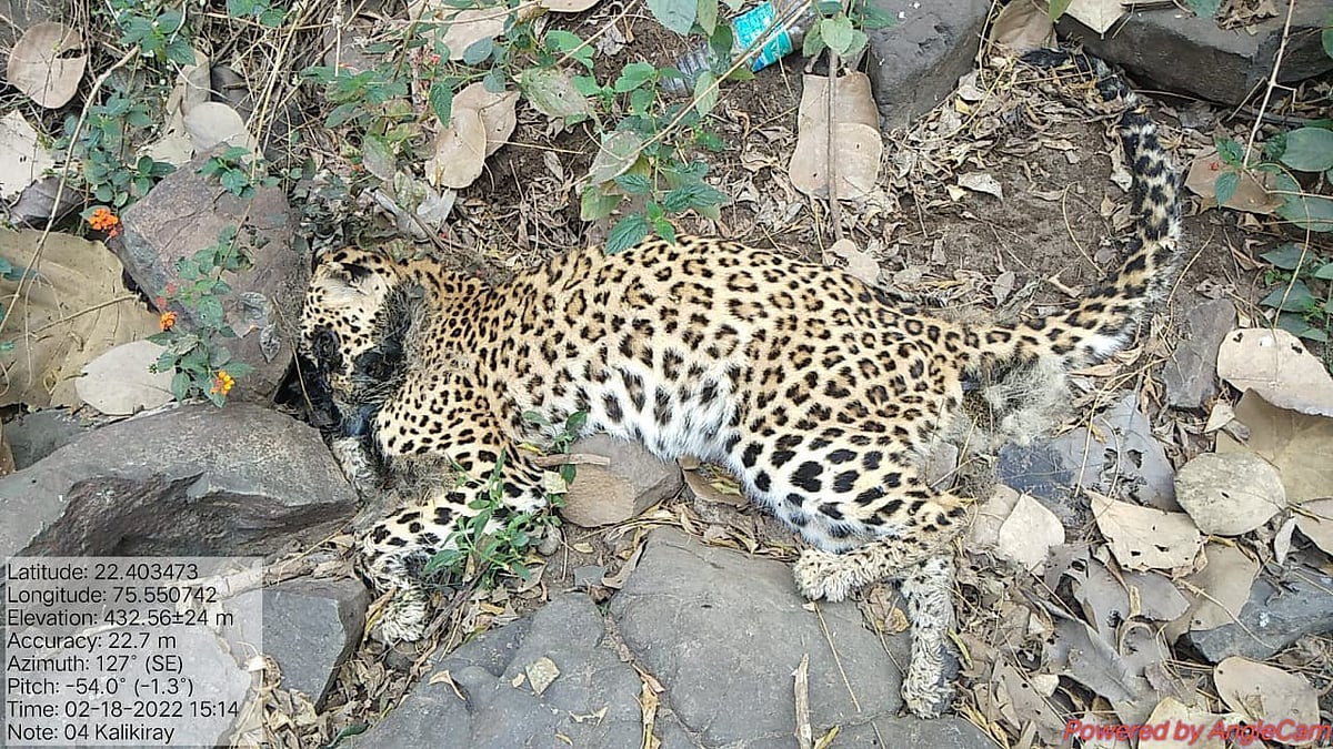 Indore: Second female leopard dies in 15 days, no injury marks found on the body that was found after five days in the forests of Manpur