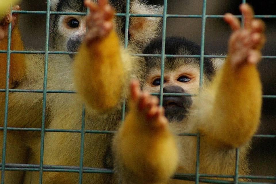 Indore’s love for exotic household pets growing