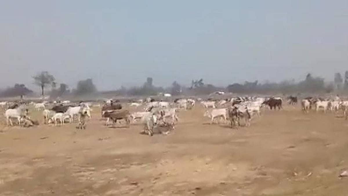 Madhya Pradesh: Civic body fails to check stray cattle menace in Gwalior