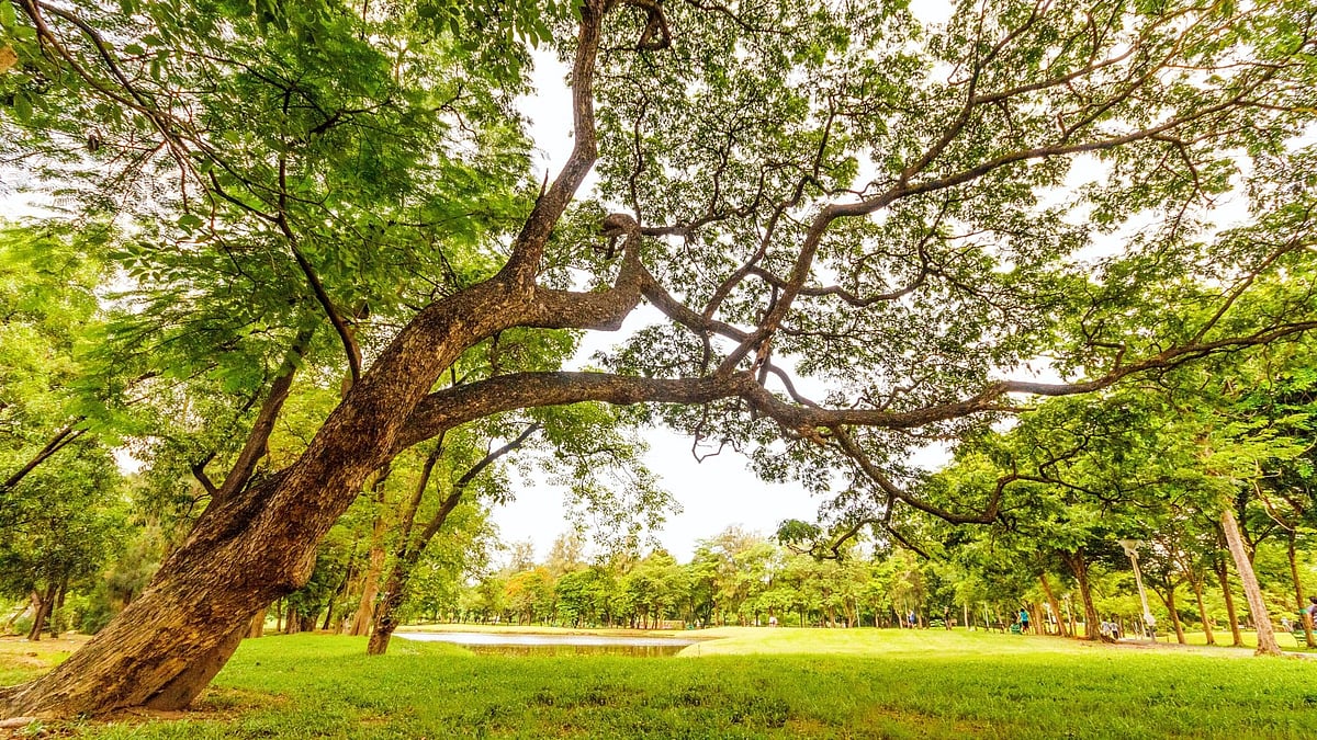 Take care of trees, BMC urges citizens