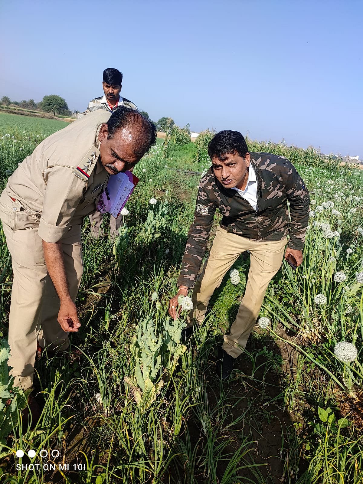 Indore: 200 saplings of opium seized from Dhar farm