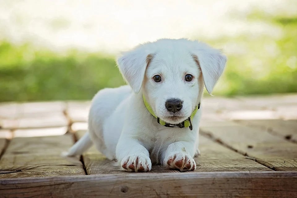Navi Mumbai: NMMC requests citizens to avoid taking pets to gardens