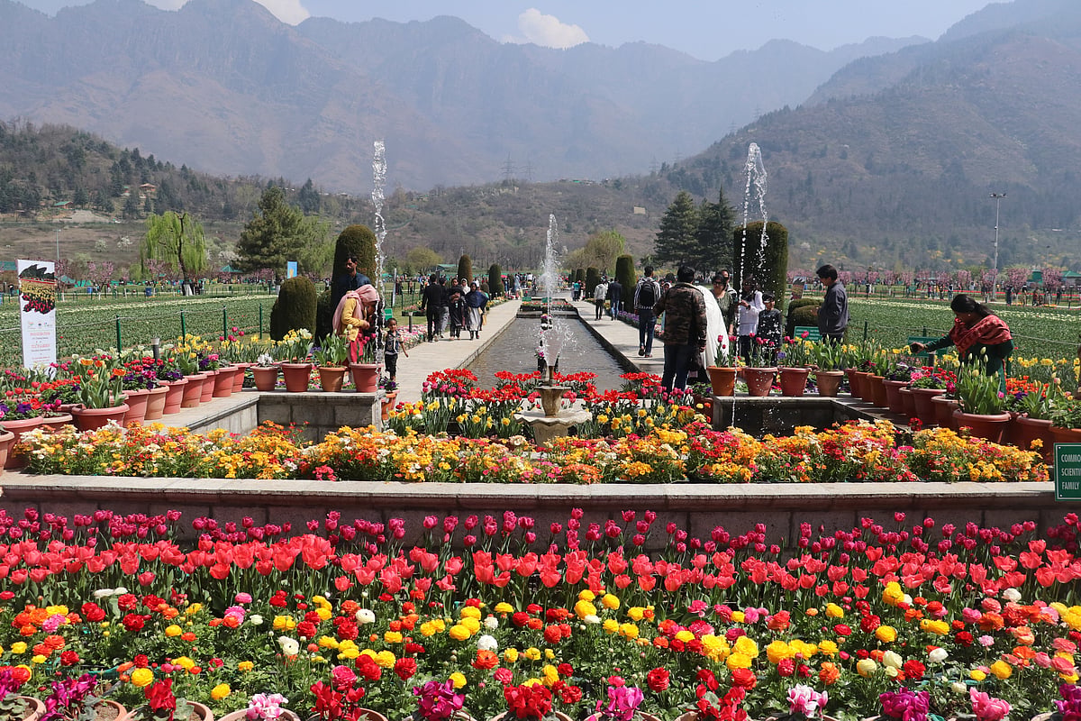 In Photos: Asia's largest Tulip Garden opens up for visitors in Srinagar 