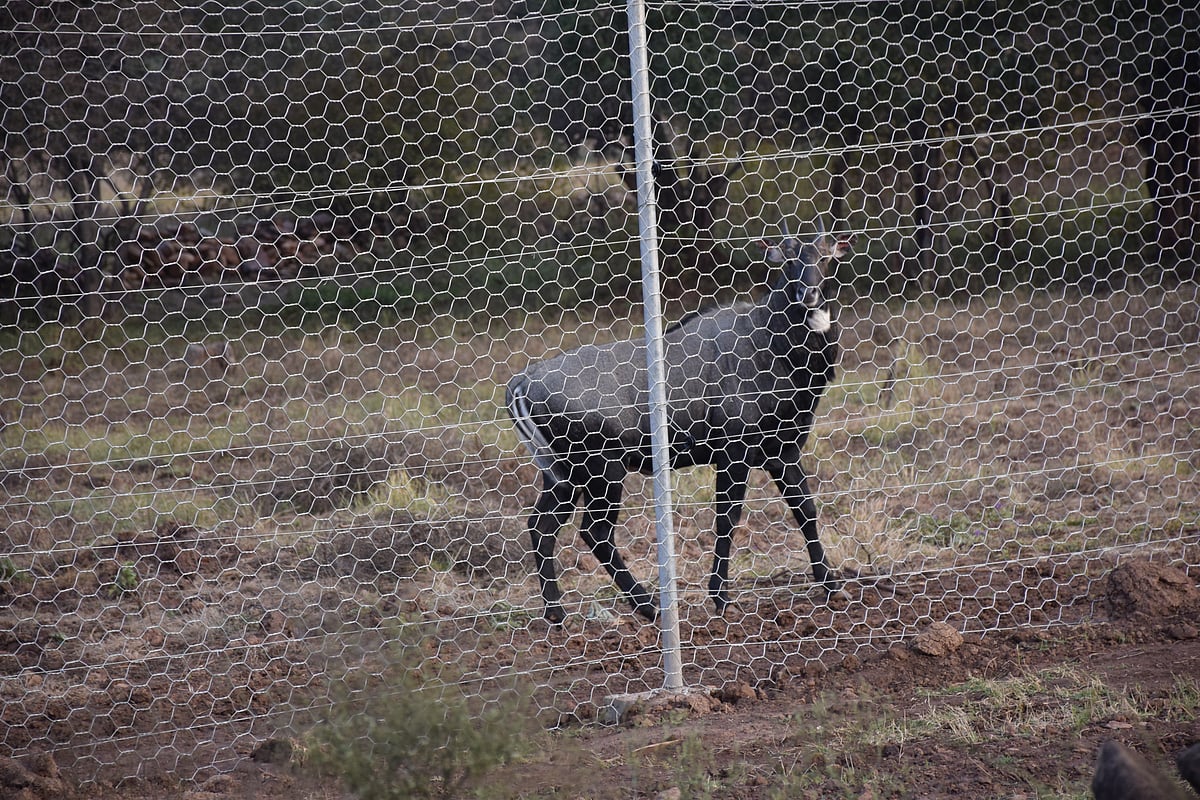 A specially prepared enclosure at  Kuno National Park, Madhya Pradesh
