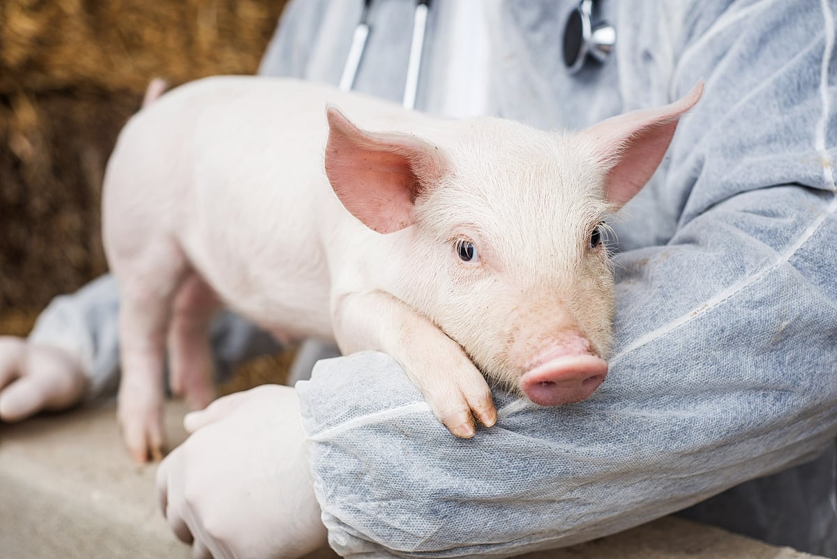 Can animal to human transplantation turn successful in near future? Here's what experts say