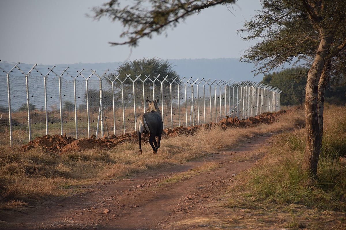A specially prepared enclosure also termed as pre-releasing centre that covers over 500 hectares has been prepared for cheetahs 