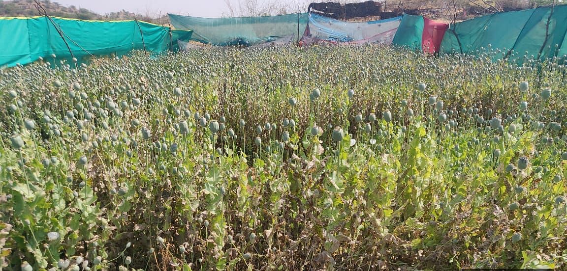 Indore: Central Bureau of Narcotics destroys illegal cultivation of opium poppy