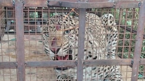 Dewas: Forest department captures leopard