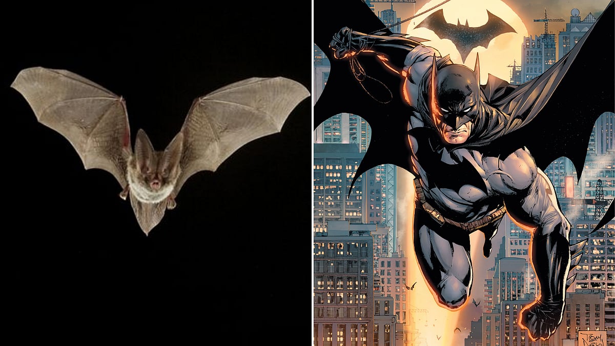 Watch video: Live bat visits Texas theatre during The Batman screening