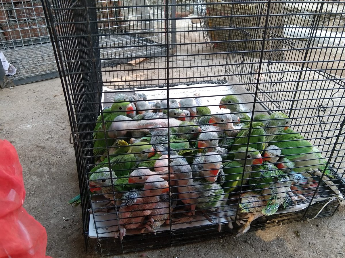 Thane forest department arrest man, rescues 80 Parakeets smuggled from Washim district