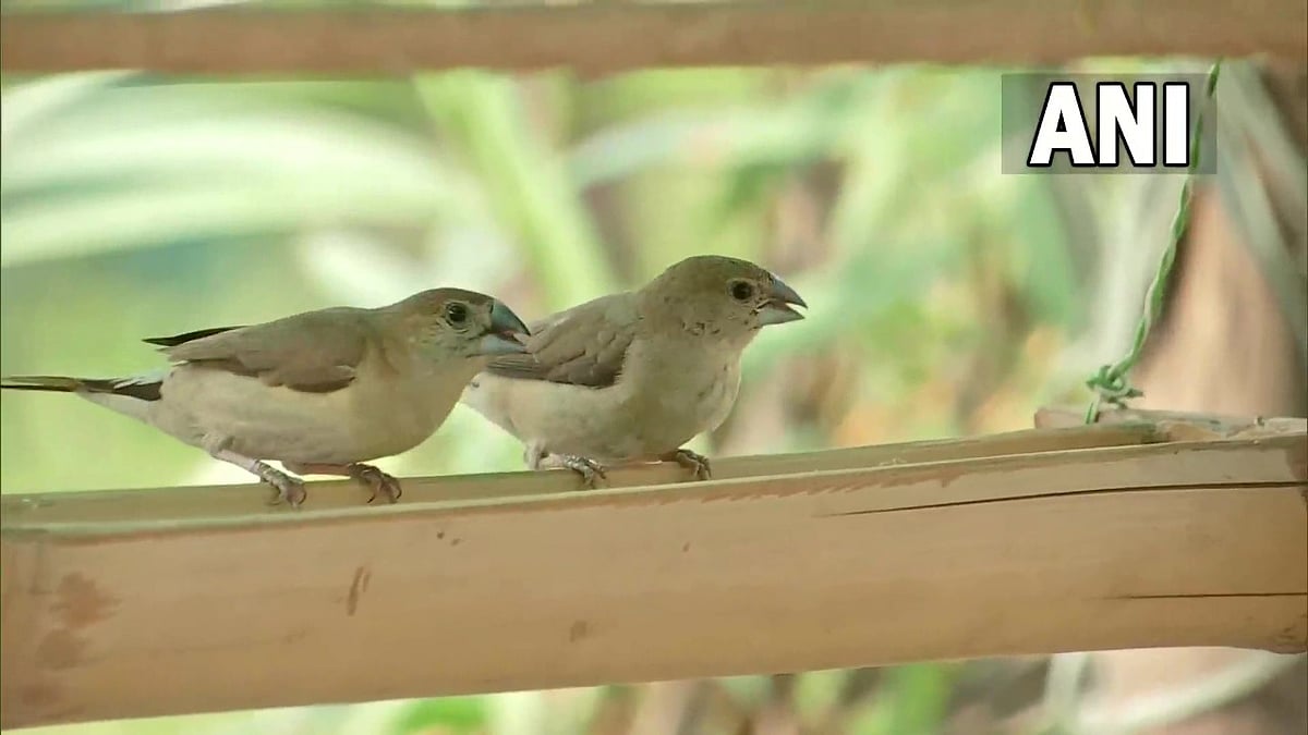 Mini bird sanctuary set up by environmentalist at Nagpur, holds over 40 bird species 