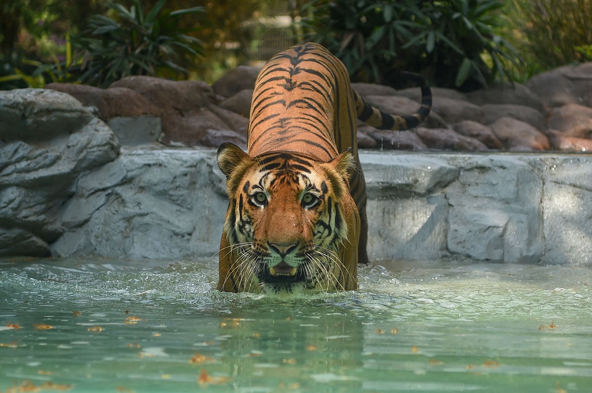 Lumpy disease: Jijamata Zoo in Mumbai to buy frozen beef to feed wild animals | (Photo by Punit PARANJPE / AFP)