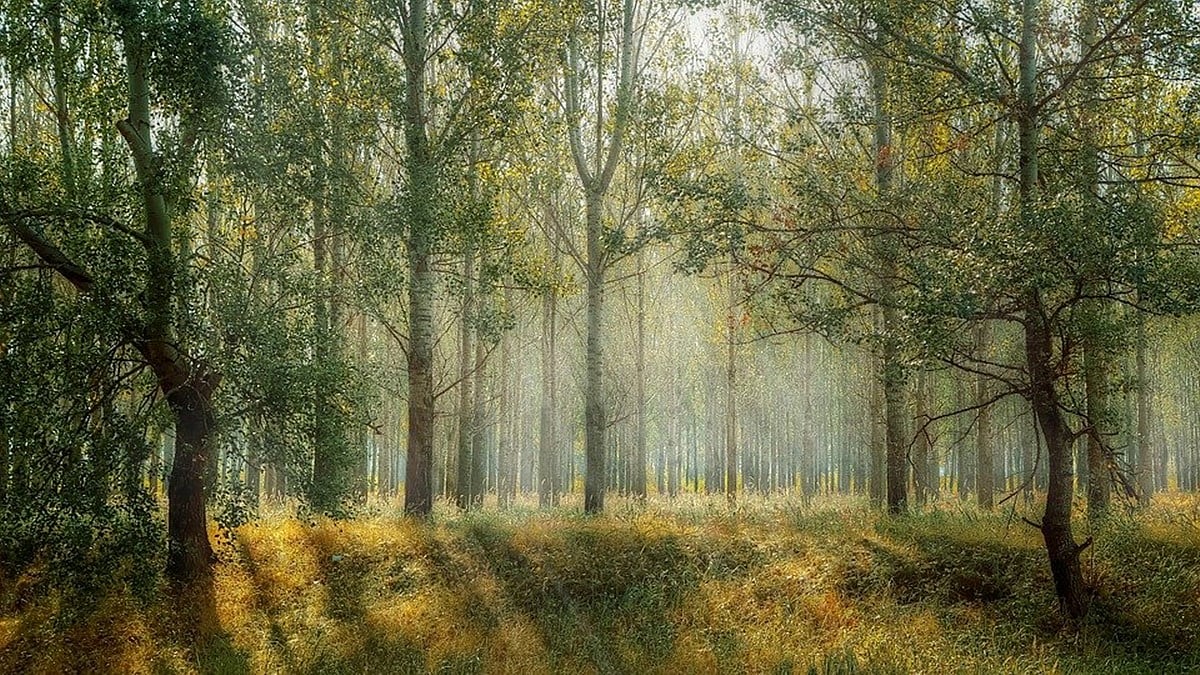Trees are not lamp posts, cannot be transplanted 