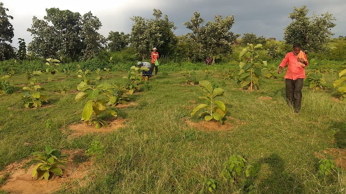 Majhgawan hillocks in Katni, Jabalpur