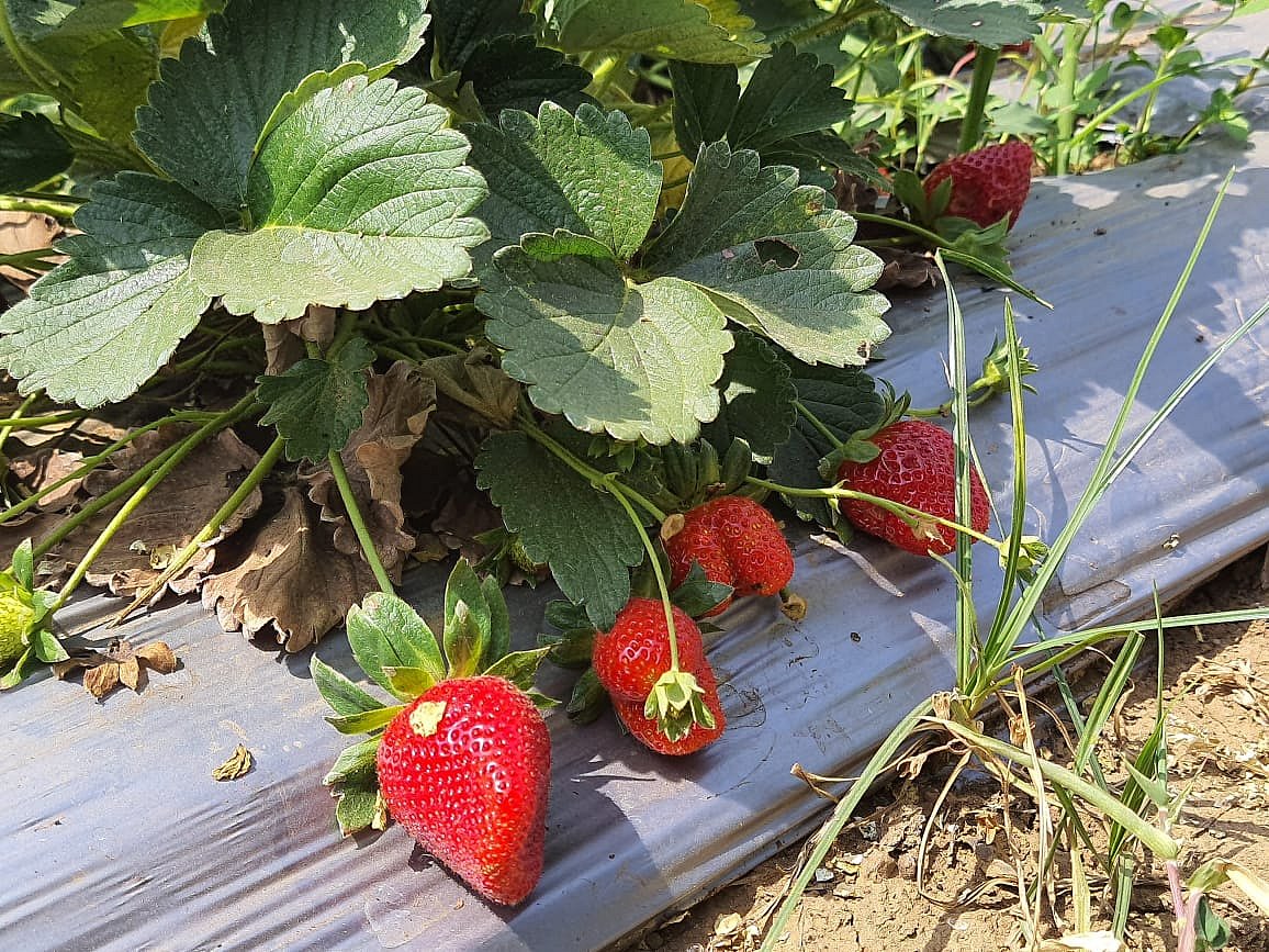Strawberries grown by retired scientist, Dr. A K Naidu | File Photo