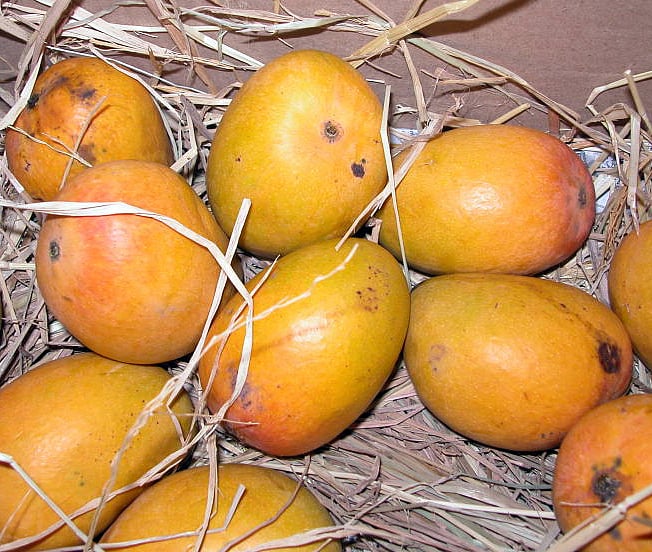 Navi Mumbai: As supply dips, price of Alphonso mangoes increases
