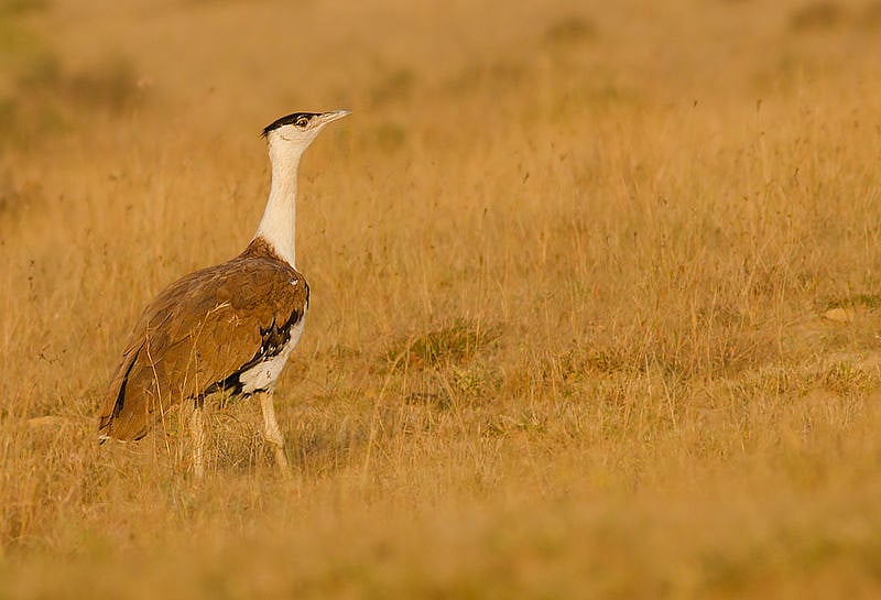 MP farmers troubled by wildlife sanctuary housing bird that no longer exists