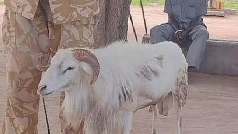 Will this sheep go to prison? Sentenced to 3 years in prison for killing