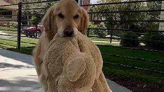 Watch: This adorable dog takes his soft toy for a walk