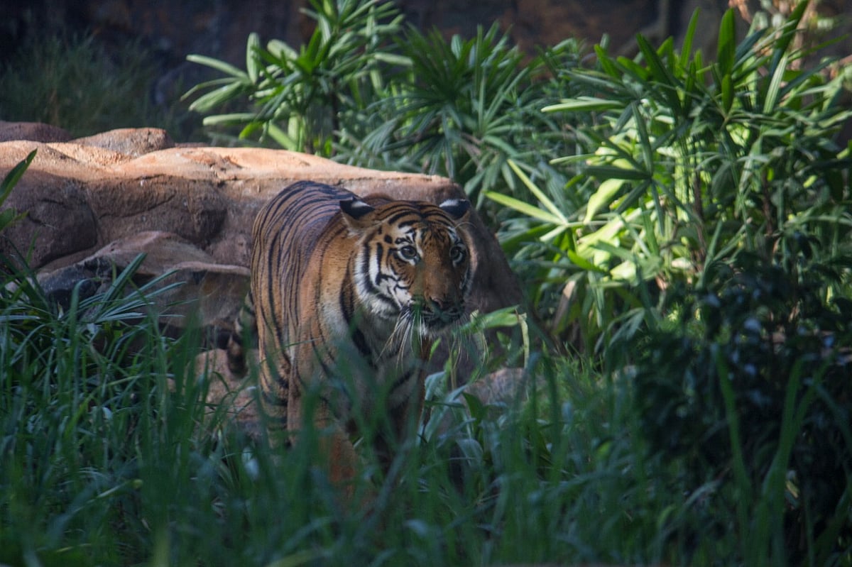 Mumbai: Sunshine at zoo, chill time for animals