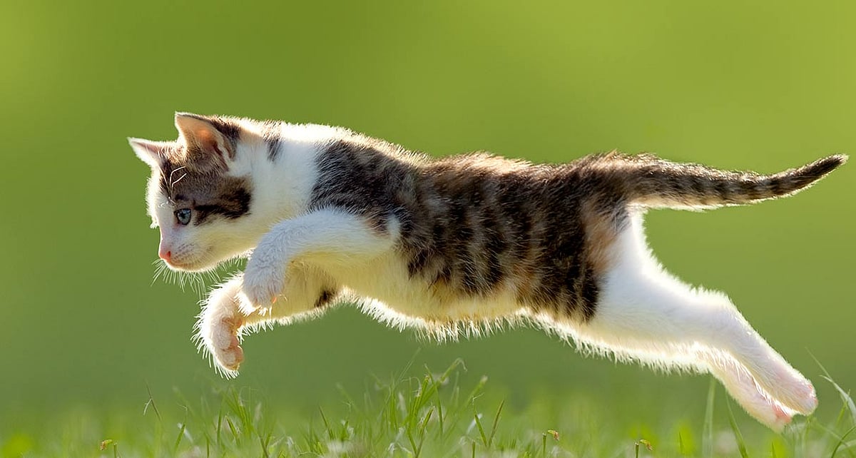Oh, cat! US animal, wrongly fined for trespassing neighbourhood, wins 3-year court battle 