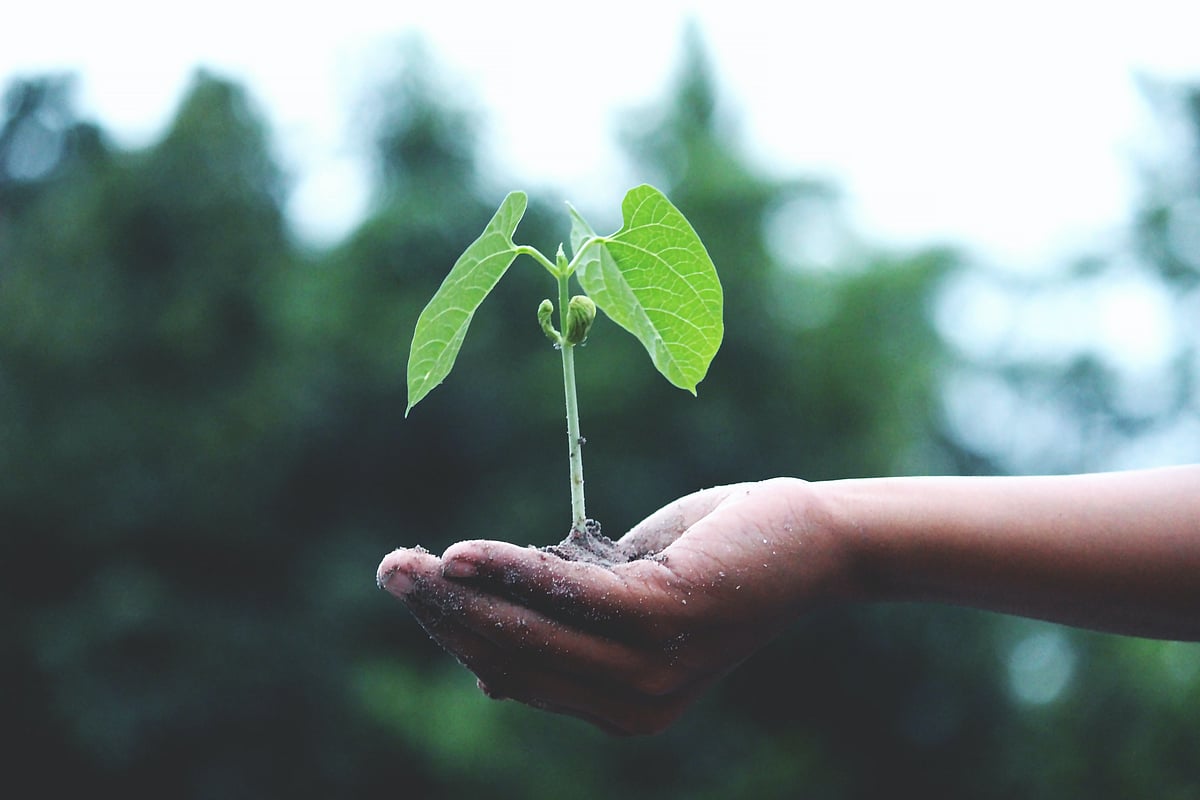 Thane: More than 9 lakh ornamental plants exported to Netherlands, USA & Japan from Vangani 