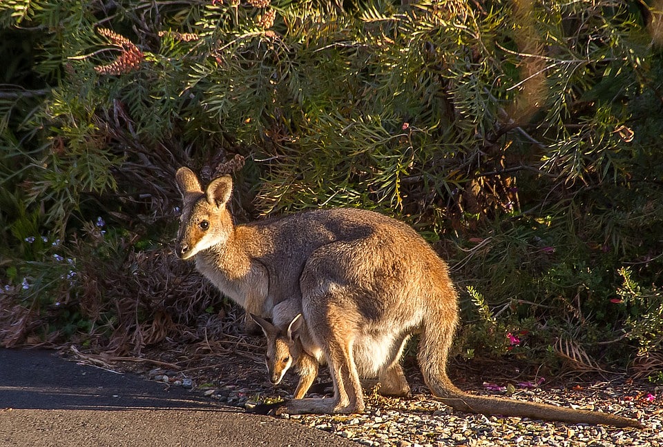 Indore: ​Indore zoo’s name muddied as it sources smuggled ​kangaroos from Mizoram