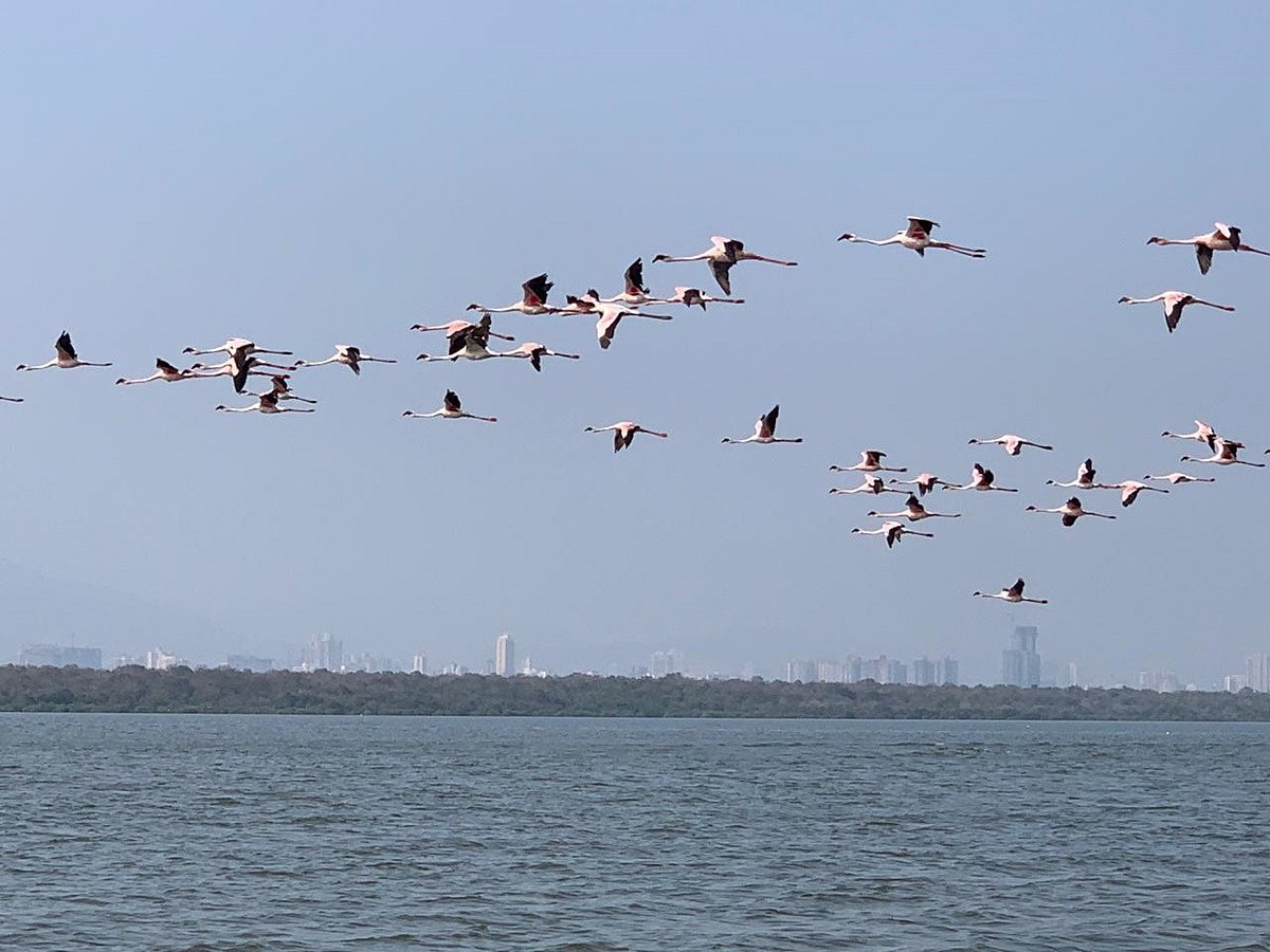Number of flamingos flying into Thane Creek Sanctuary rise to 1.4 lakh in last two decades