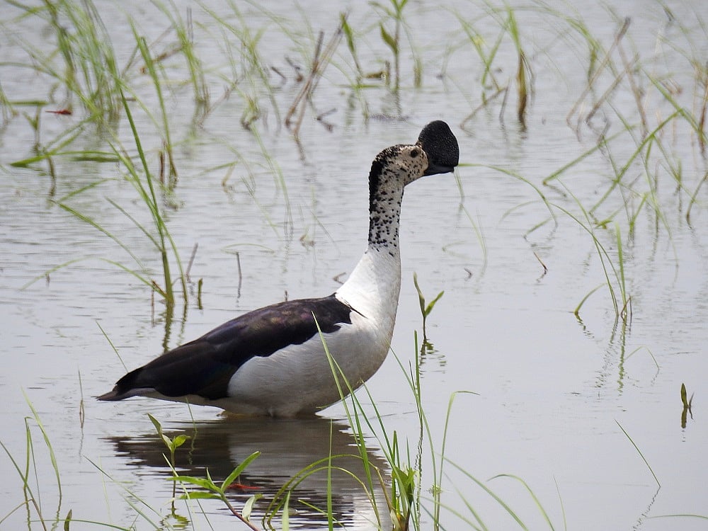 Bhoj Taal Summer Count -2022 : 2078 birds of 82 species spotted in Bhopal