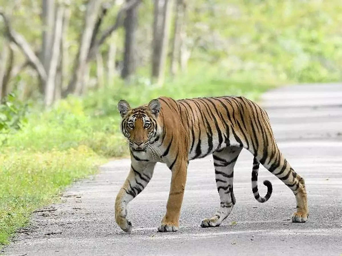 Maharashtra: Man killed in Tiger attack in Gadchiroli district