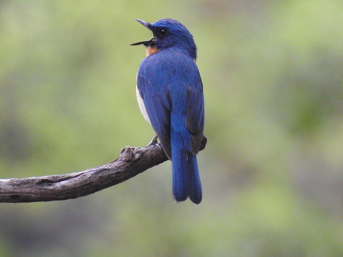 Tickell's blue flycatcher