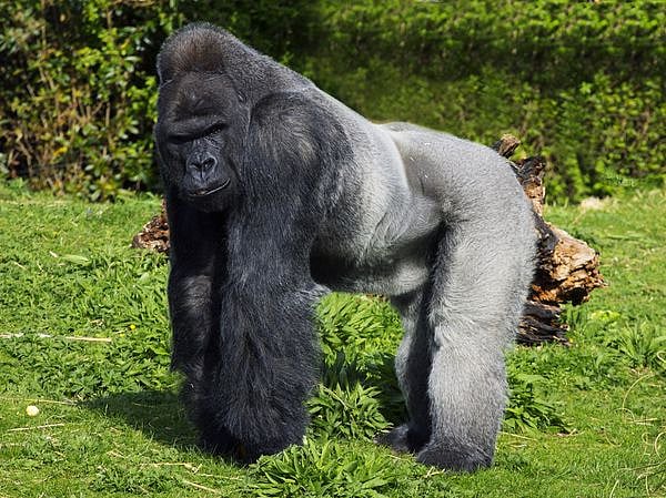Watch: Giant Gorilla rides bicycle and becomes angry
