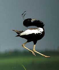 Indore: Climate change and natural habitat loss affecting kharmors