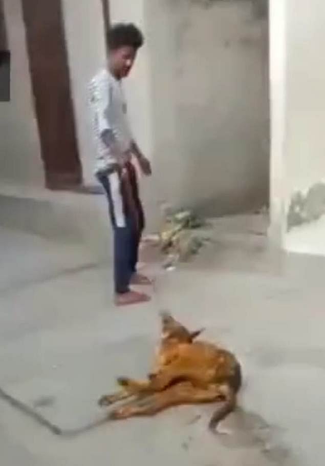 Indore: Minor booked for killing dog