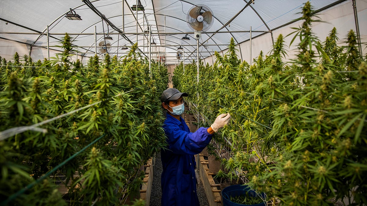 Ganja legalised in Thailand; details inside