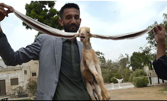 Pakistani goat born with 19-inch ears aims for Guinness Record