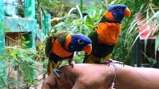 Indore: Zoo gets Rainbow Lory this monsoon