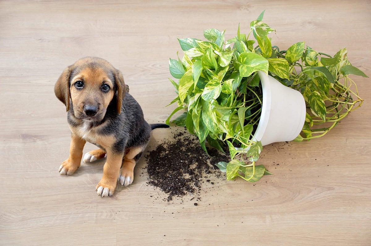 Plants to avoid if you have pets at home