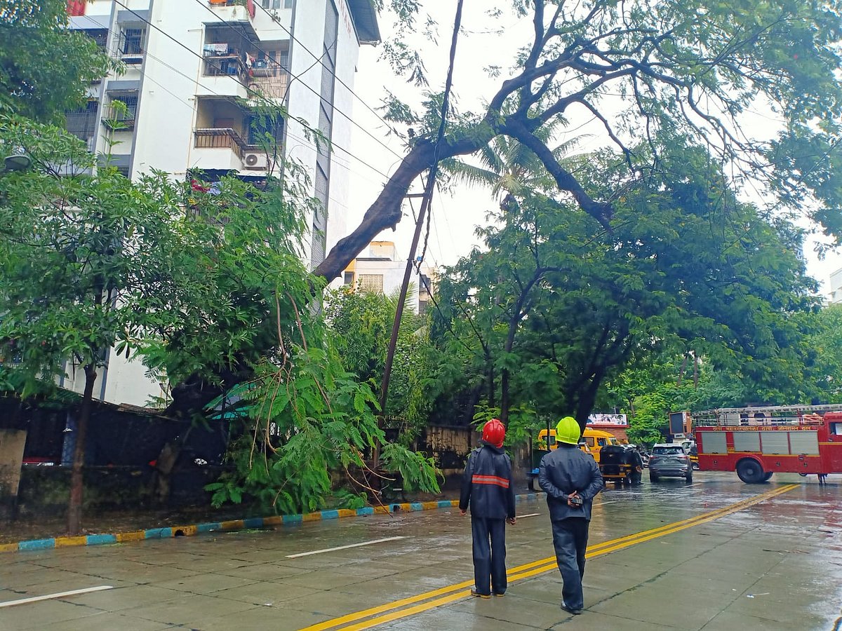 Gulmohar tree falls on MSEDCL high tension wire in Thane, no casualty reported | FPJ 