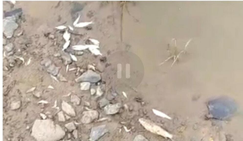 Alot: Hundreds of dead fish found in Kshipra, villagers panic 