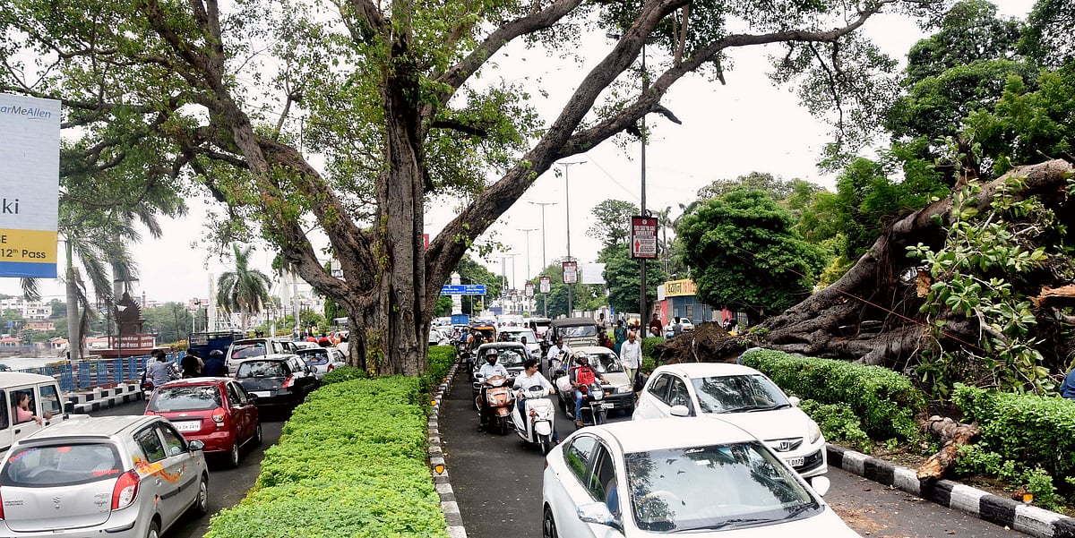The uprooted 100-year-old Banyan tree near Kamla Park following heavy rains in Bhopal, Sunday. FP photo